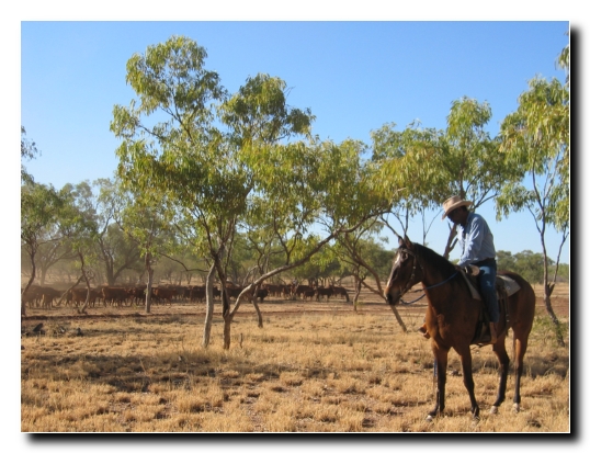 28 Herde zusammenhalten